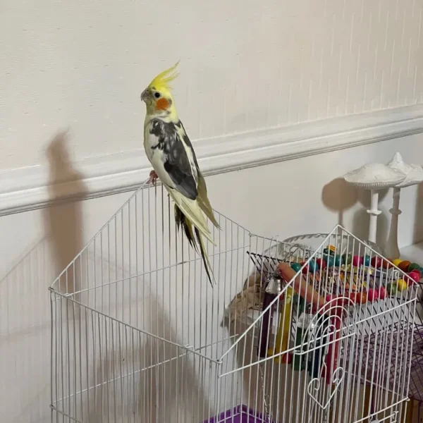Cute little cockatiel