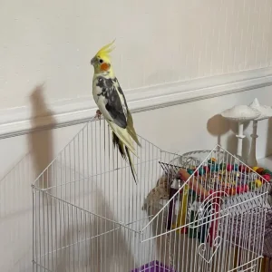 Cute little cockatiel