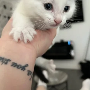 5 kittens, 3 boys and 2 girls - Image 2