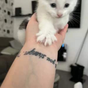 5 kittens, 3 boys and 2 girls - Image 3