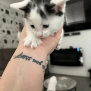 5 kittens, 3 boys and 2 girls - Image 4