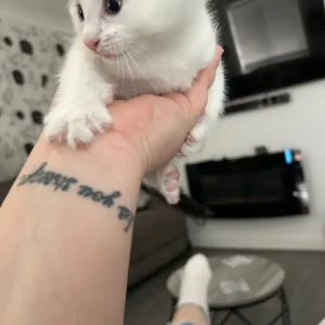 5 kittens, 3 boys and 2 girls - Image 5