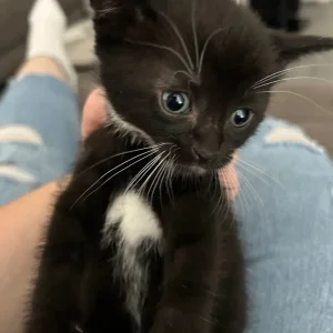 5 kittens, 3 boys and 2 girls - Image 6