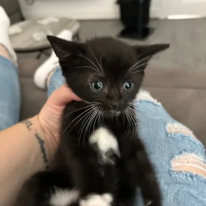 5 kittens, 3 boys and 2 girls - Image 7