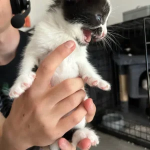 5 kittens, 3 boys and 2 girls - Image 8