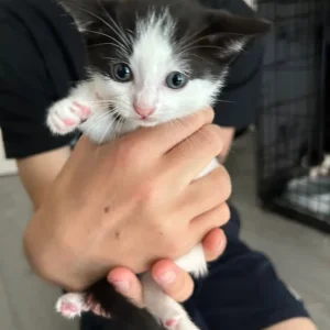 5 kittens, 3 boys and 2 girls