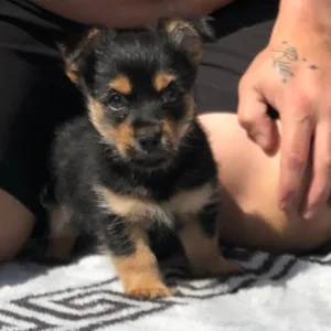 Yorkie x Pom pup - Image 2