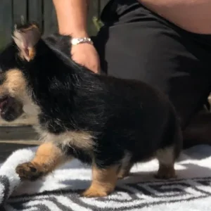 Yorkie x Pom pup - Image 3