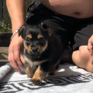 Yorkie x Pom pup - Image 4