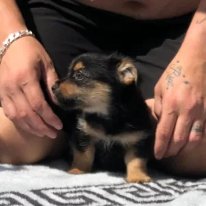 Yorkie x Pom pup - Image 5