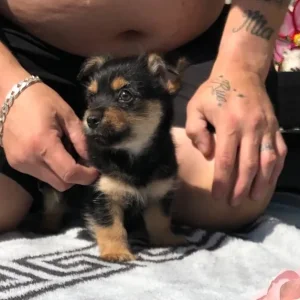 Yorkie x Pom pup - Image 6