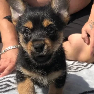 Yorkie x Pom pup