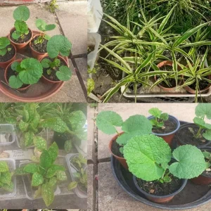 Hollyhock, Spider Plants, Pulmonarias