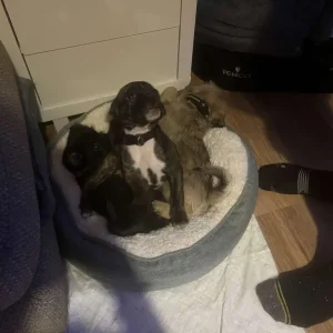 brindle staffy/pug mix - Image 2