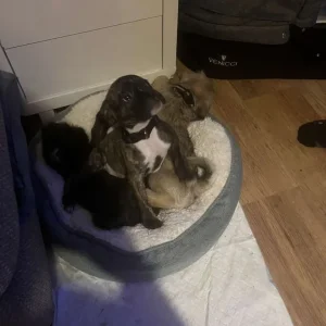 brindle staffy/pug mix - Image 3