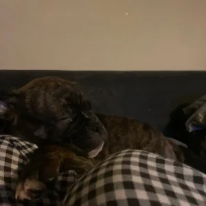 brindle staffy/pug mix - Image 4