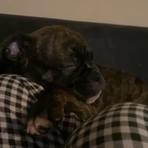 brindle staffy/pug mix - Image 5