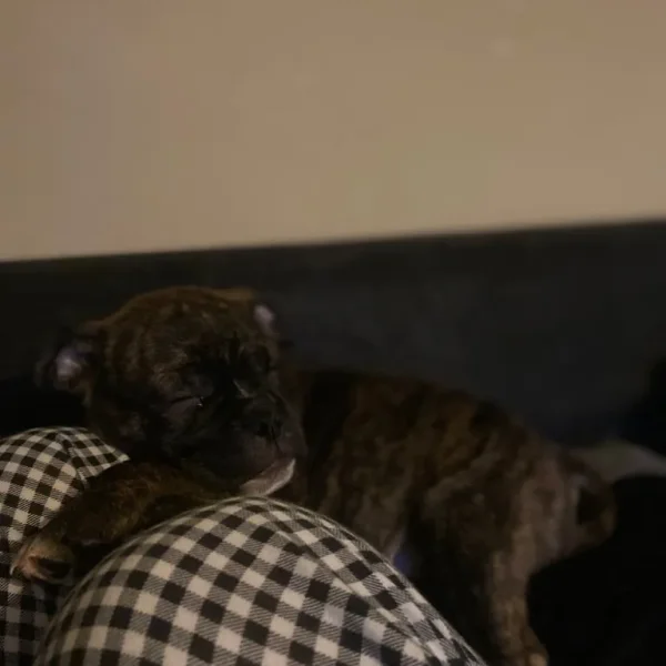 brindle staffy/pug mix