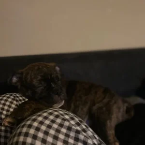 brindle staffy/pug mix