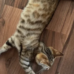 Half Bengal kittens, 3 girls and 2 boys - Image 2