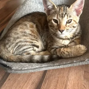 Half Bengal kittens, 3 girls and 2 boys - Image 3
