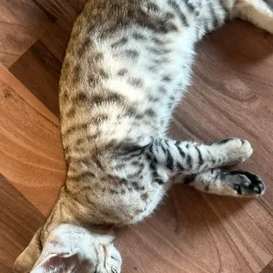 Half Bengal kittens, 3 girls and 2 boys - Image 4