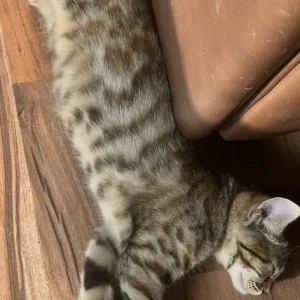 Half Bengal kittens, 3 girls and 2 boys - Image 5