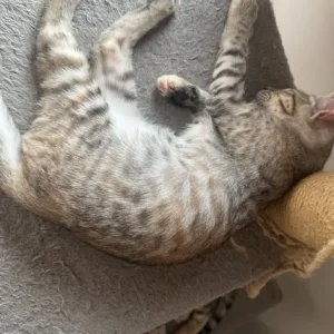 Half Bengal kittens, 3 girls and 2 boys - Image 6