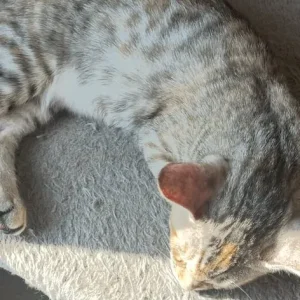Half Bengal kittens, 3 girls and 2 boys - Image 7