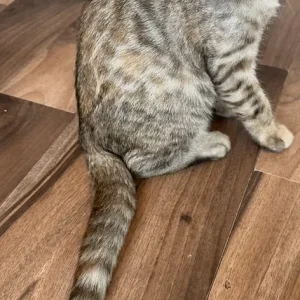 Half Bengal kittens, 3 girls and 2 boys - Image 8