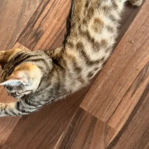 Half Bengal kittens, 3 girls and 2 boys