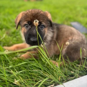 German Shepherd Pups - Image 2