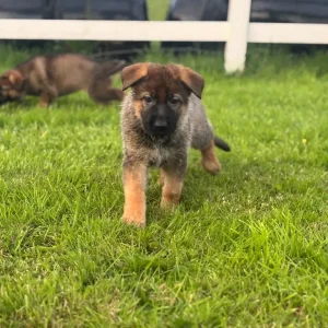 German Shepherd Pups - Image 3