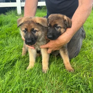 German Shepherd Pups - Image 4
