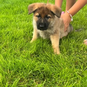 German Shepherd Pups