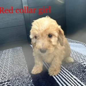 F1 cockapoo puppies - Image 2