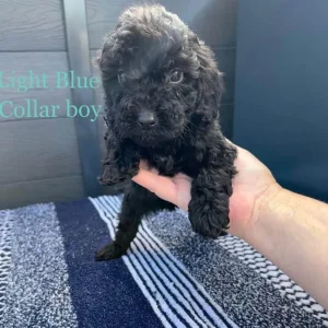 F1 cockapoo puppies - Image 3