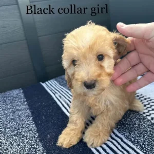 F1 cockapoo puppies - Image 4