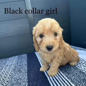 F1 cockapoo puppies - Image 5