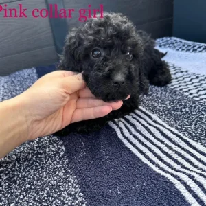 F1 cockapoo puppies - Image 6