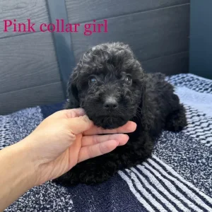F1 cockapoo puppies - Image 7