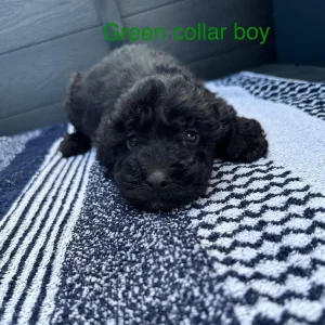 F1 cockapoo puppies - Image 8