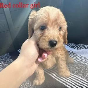 F1 cockapoo puppies