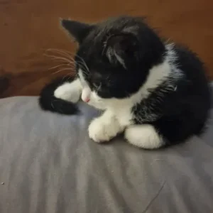 14-week-old kitten - Image 2