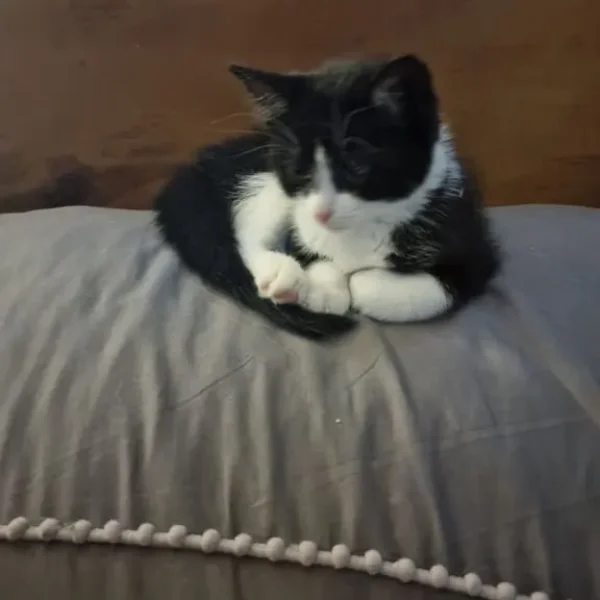 14-week-old kitten