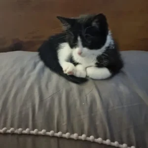 14-week-old kitten