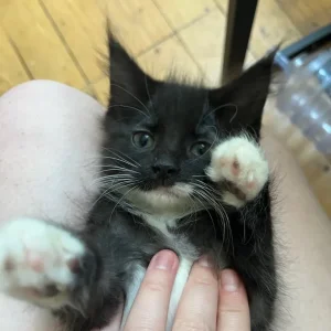 3 KITTENS STILL AVAILABLE - Image 2