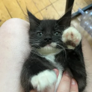 3 KITTENS STILL AVAILABLE - Image 3