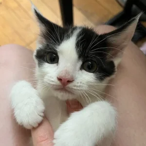 3 KITTENS STILL AVAILABLE - Image 4