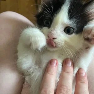 3 KITTENS STILL AVAILABLE - Image 5